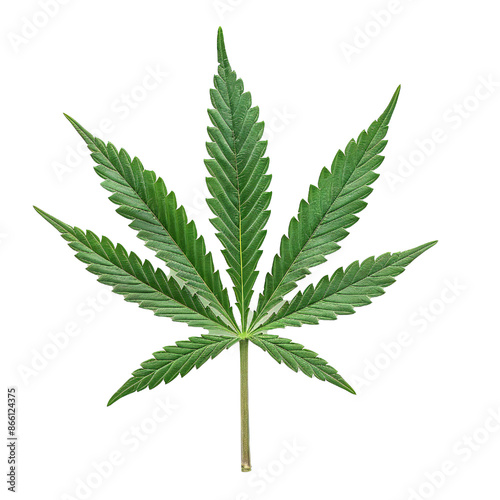 Very detailed studio photo of marijuana leaf on transparent background Generative Ai
