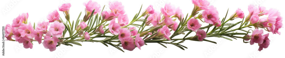Obraz premium Pink Statice Flowers Sprig