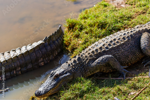 Crocodile sunning itself at waters edge in wildlife park