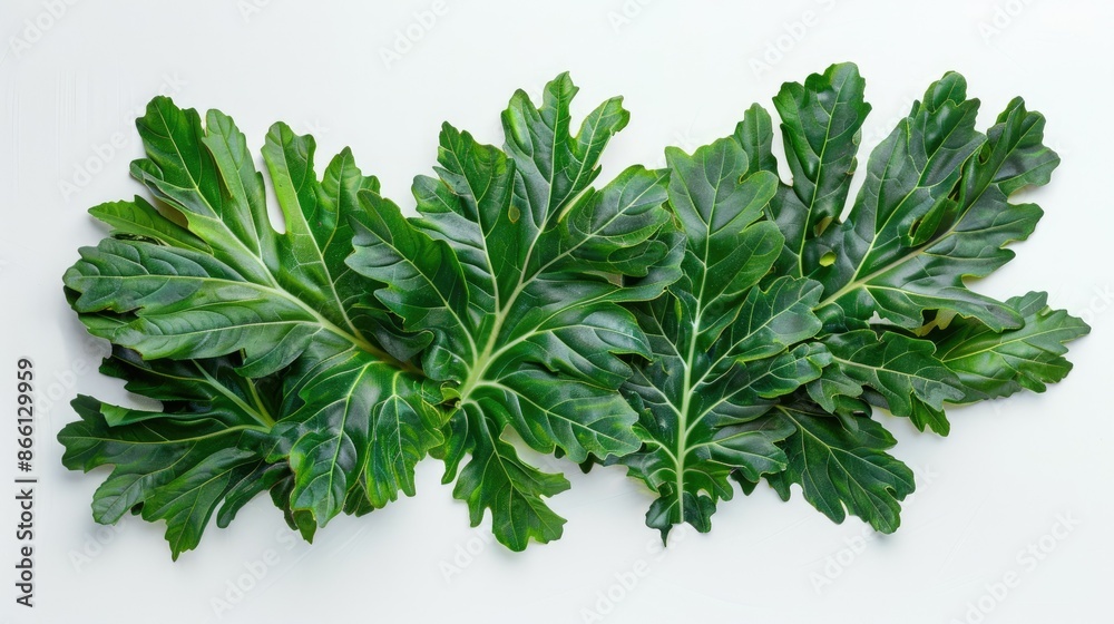 Top view of tropical palm kale foliage isolated on a bright white surface for a botanical concept Top view of tropical palm kale foliage isolated on a bright white surface for a botanical concept