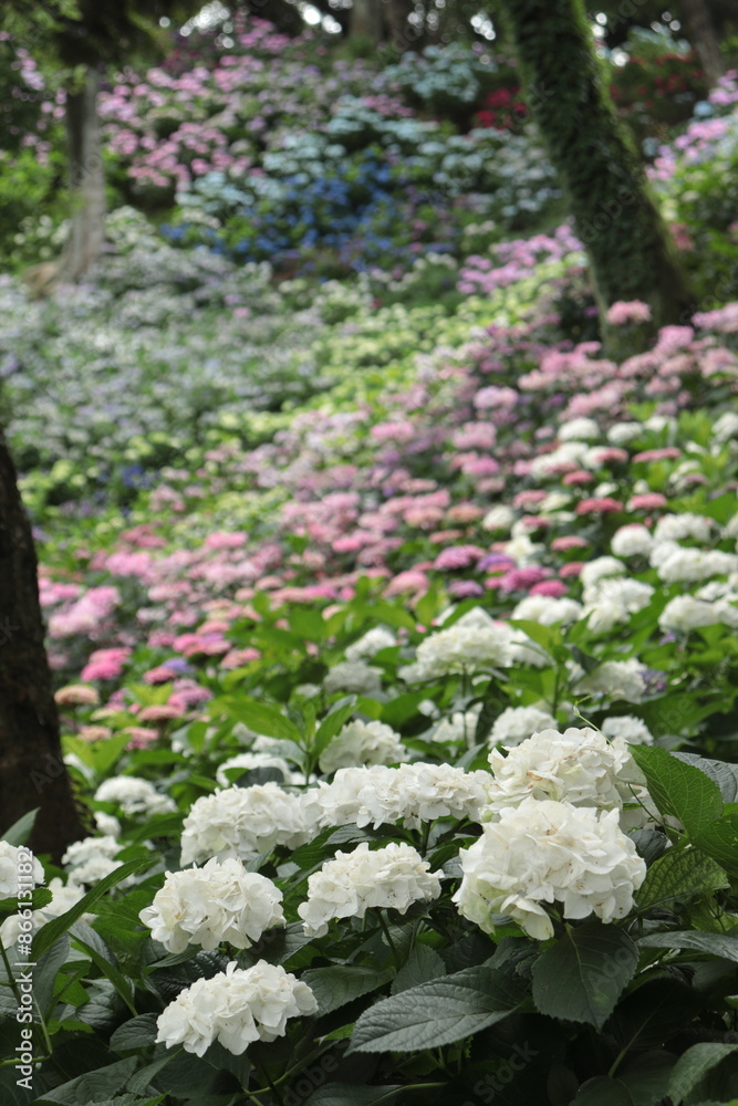 紫陽花 日本の景色 梅雨の風景 紫陽花 日本の景色 梅雨の風景