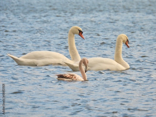 Fototapeta Naklejka Na Ścianę i Meble -  swans and flamingo