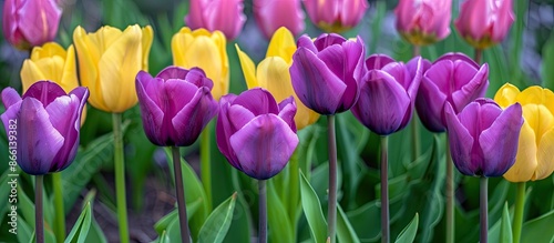 The stunning purple and yellow tulips would look lovely as a background in the flower bed, creating an ideal copy space image. © Gular