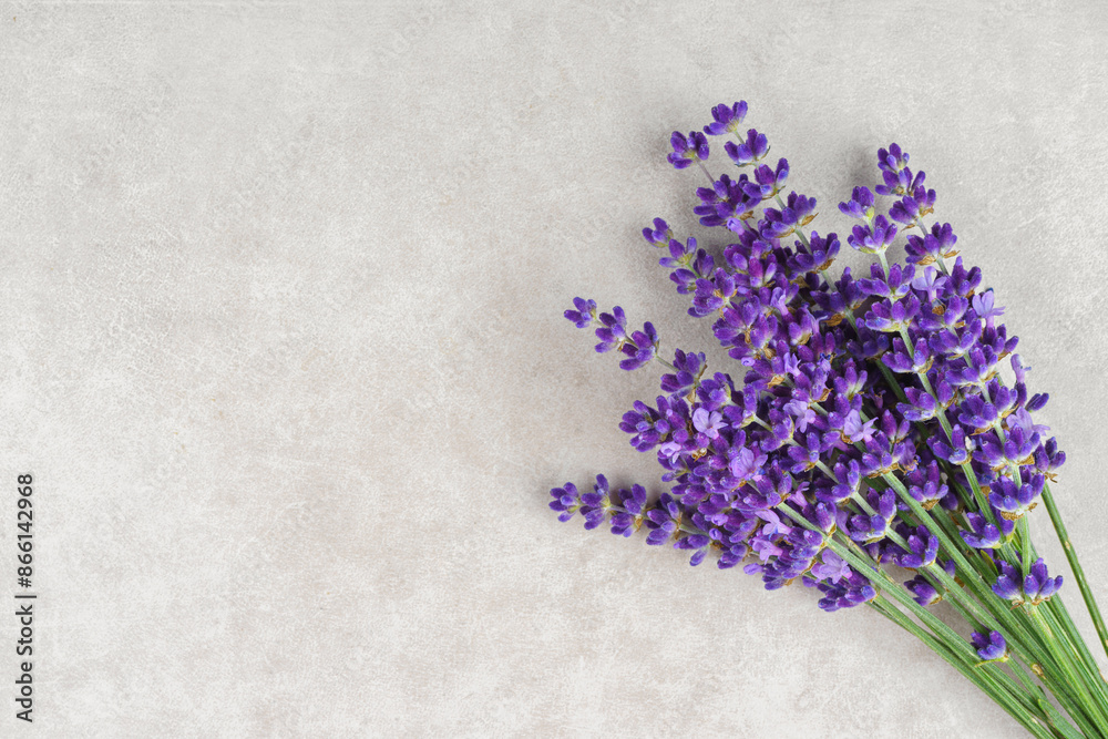 Fototapeta premium Bouquet of blooming lavender flowers on white concrete, plaster surface with copy space, top view, close up. Floral background, mockup, template