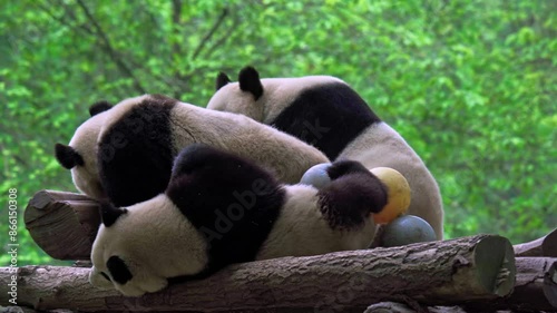 Giant pandas being playful with each other, Dujiangyan Panda Base, Sichuan, China.