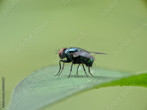 Green fly on leaf with blur background photo