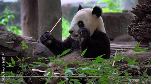 Giant panda eating bamboo at Dujiangyan Panda Base, Sichuan, China.