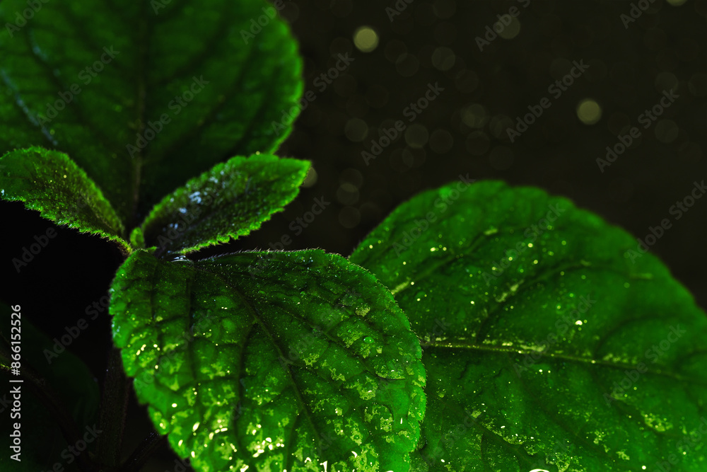 Green leaves with soft light in the dark forest Green leaves with soft light in the dark forest