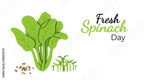 Flat style spinach leaves isolated on a white background, bunch of greens as a banner, poster or template, national spinach day, fresh spinach day.
