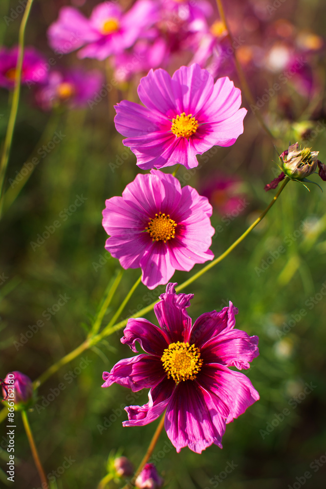 Obraz premium Low key of blooming purple cosmos field