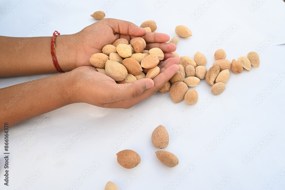 Almond with shell. It's other name Prunus amygdalus and Prunus dulcis. The almond is also the name of the edible and widely cultivated seed of this tree. indian almond. Almond with shell. It's other name Prunus amygdalus and Prunus dulcis. The almond is also the name of the edible and widely cultivated seed of this tree. indian almond.