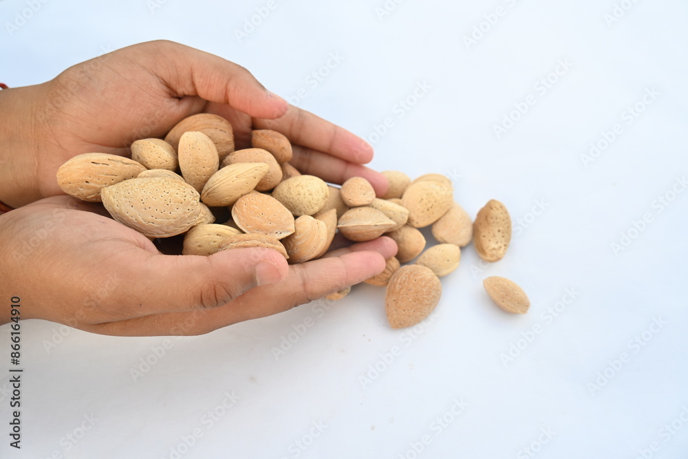 Almond with shell. It's other name Prunus amygdalus and Prunus dulcis. The almond is also the name of the edible and widely cultivated seed of this tree. indian almond. Almond with shell. It's other name Prunus amygdalus and Prunus dulcis. The almond is also the name of the edible and widely cultivated seed of this tree. indian almond.