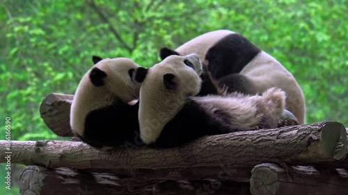 Giant pandas being playful with each other, Dujiangyan Panda Base, Sichuan, China.