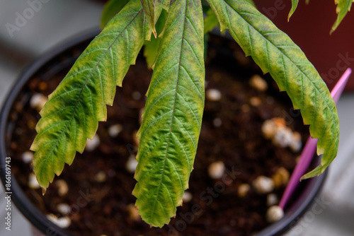 Top view of a cannabis plant with wilting and burnt leaves. The leaves appear dry and have brown, burnt spots spread across them, indicating poor plant health.