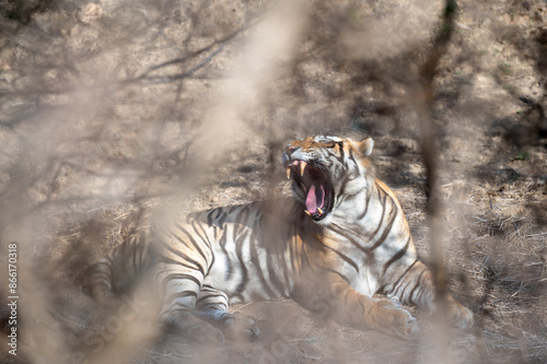 Tiger at Ranthambhore yawning photo