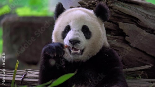 Giant panda eating bamboo at Dujiangyan Panda Base, Sichuan, China.