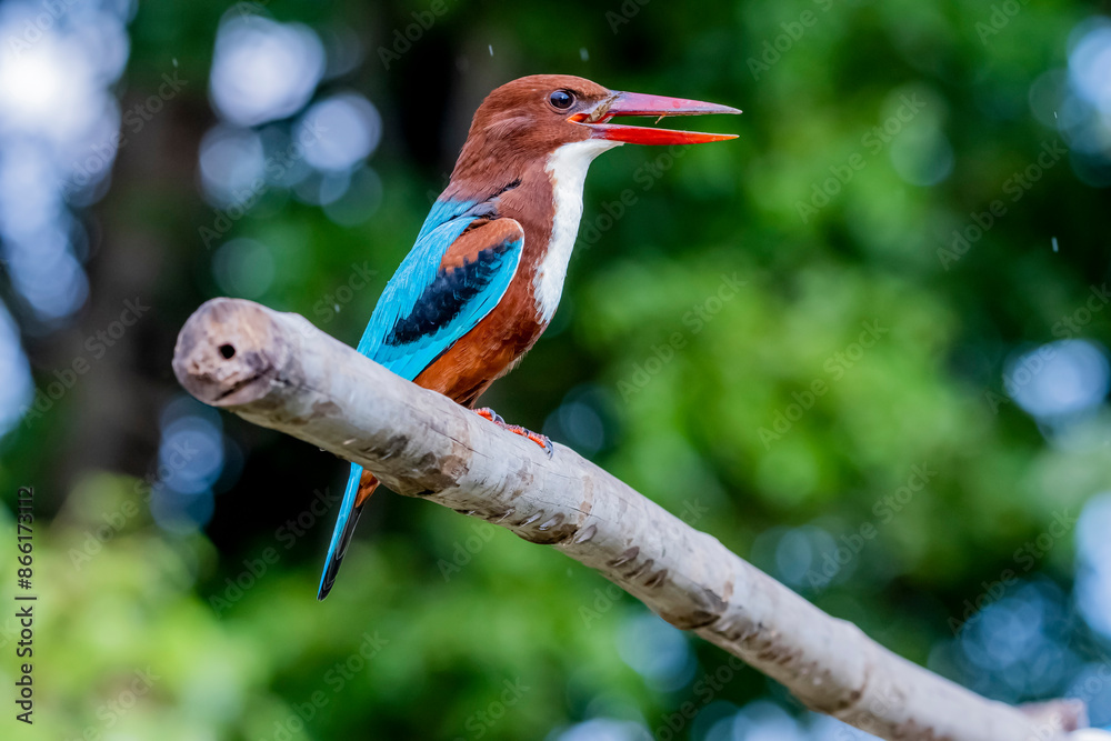 The White-throated Kingfisher on a branch in nature of Thailand