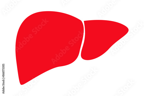 Vector illustration of human liver on transparent background