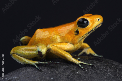 A Golden Poison Dart Frog on a rock
