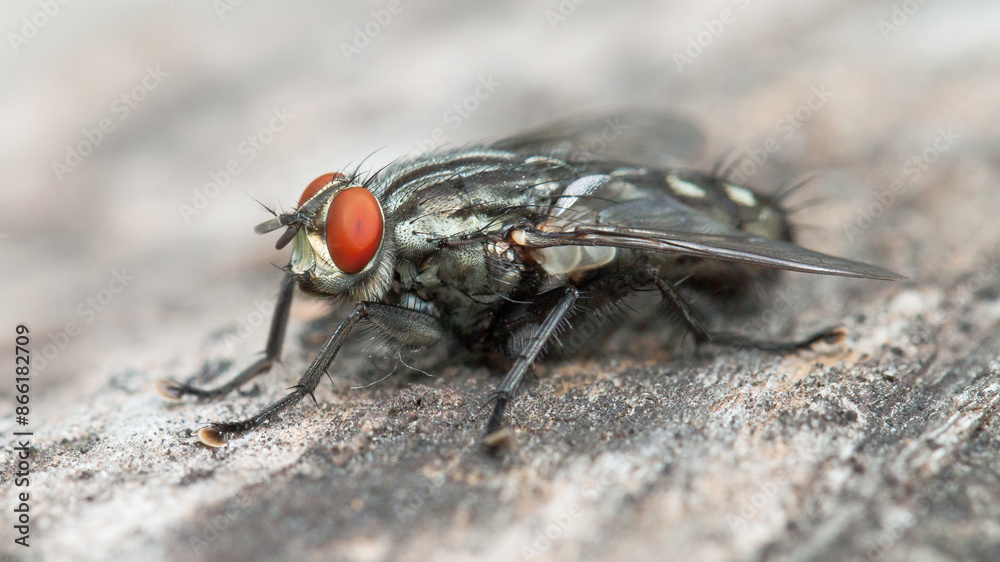 close up of fly close up of fly