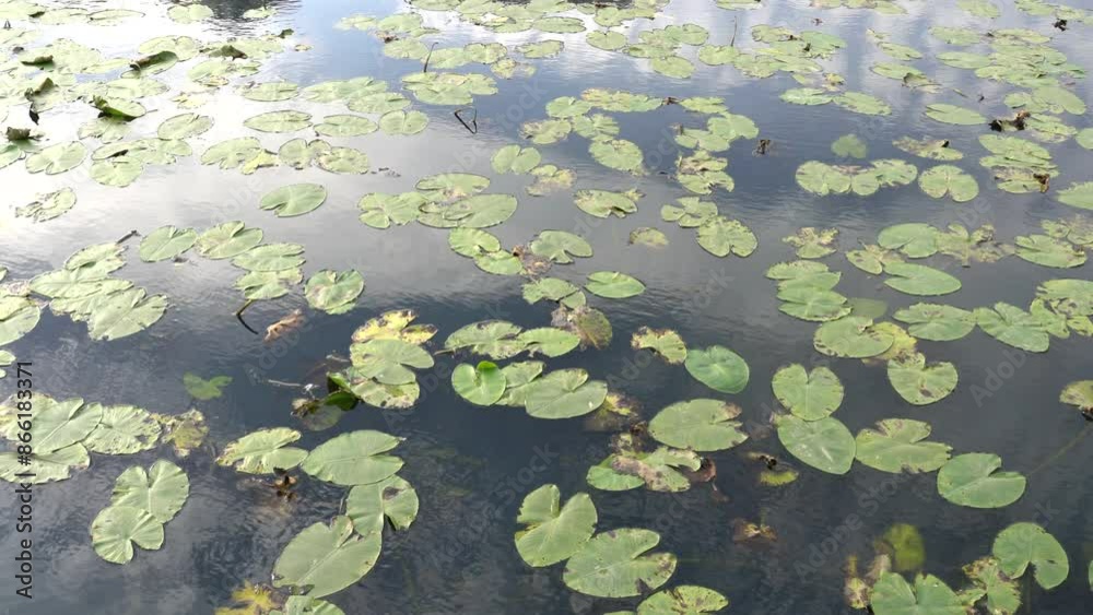 Water lily leaves and the sun reflected on the water surface. High quality 4k footage Water lily leaves and the sun reflected on the water surface. High quality 4k footage