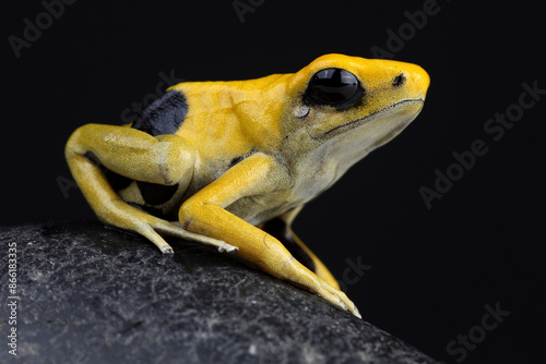 A Dyeing Dart Frog on a rock
