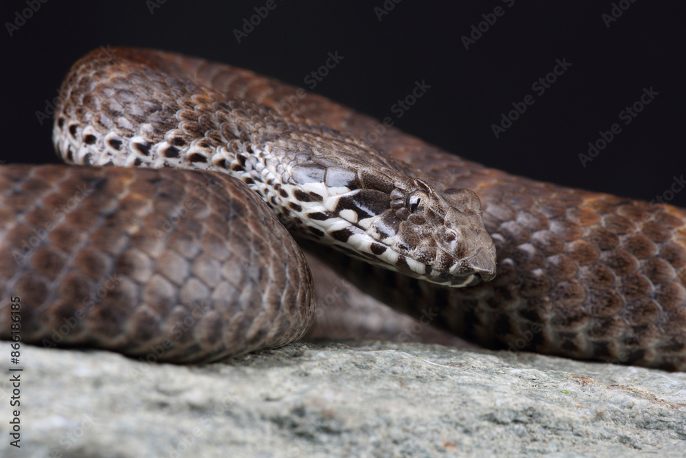 Obraz premium Portrait of a Death Adder on a rock
