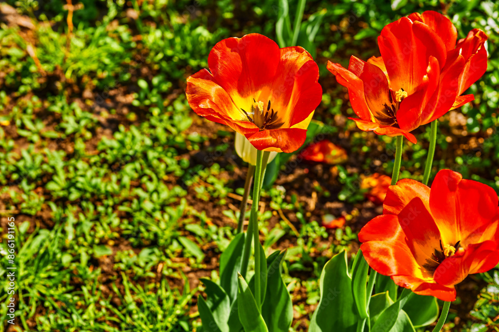 Blooming red tender tulips.Sunny green meadow.Positive emotions Blooming red tender tulips.Sunny green meadow.Positive emotions