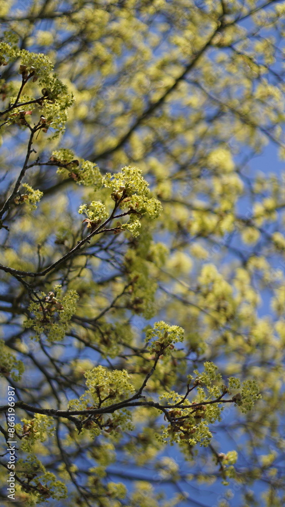 Obraz premium Fresh foliage on maple tree branches budding in spring