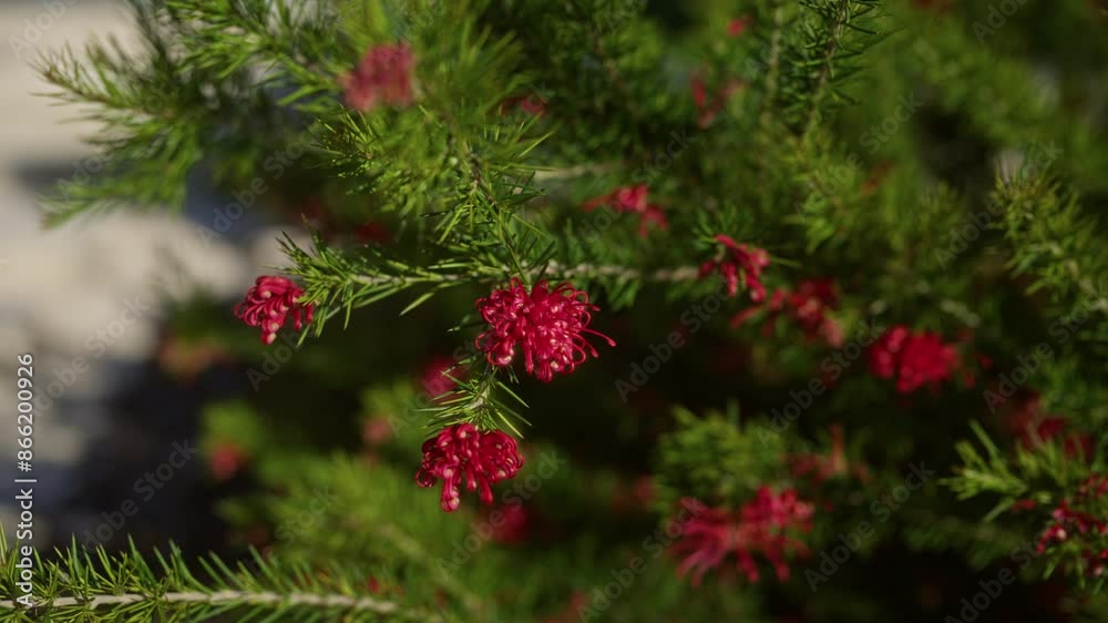 Close-up of vibrant grevillea juniperina blooms in an outdoor garden in puglia, italy, showcasing the intricate details of the red flowers and lush greenery. Close-up of vibrant grevillea juniperina blooms in an outdoor garden in puglia, italy, showcasing the intricate details of the red flowers and lush greenery.