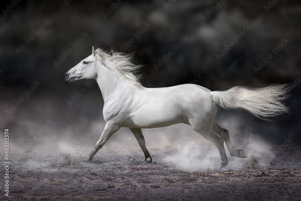 Horse run free in desert Horse run free in desert