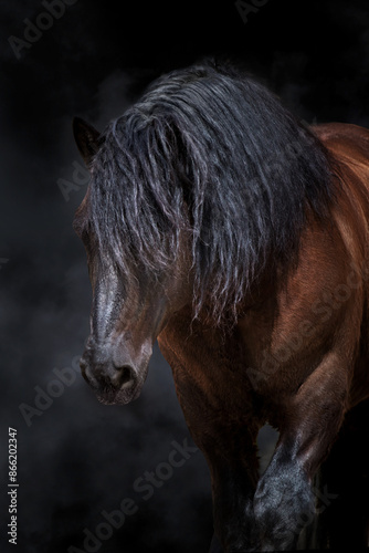 Bay horse with long mane