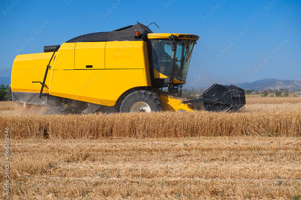 Obraz premium The combine harvester is harvesting in the wheat field, the combine harvester is working in the agricultural field, it is harvest season.