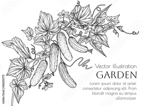 Vector illustration of a branch of cucumbers with leaves and flowers in engraving style