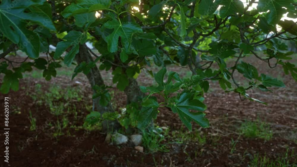 Green fig leaves and branches of a fig tree in an outdoor field in puglia, southern italy, showcasing its natural lush foliage. Green fig leaves and branches of a fig tree in an outdoor field in puglia, southern italy, showcasing its natural lush foliage.