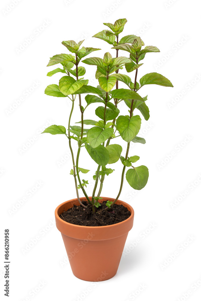 Potted fresh green Orange Mint plant isoklated on white background Potted fresh green Orange Mint plant isoklated on white background