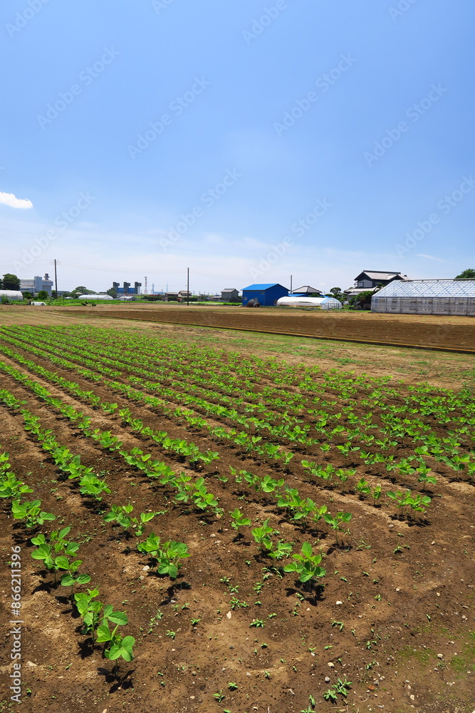 Obraz premium 初夏の近郊の枝豆畑畑風景