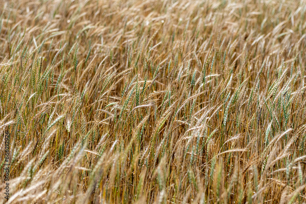 A detailed close-up of a golden wheat field, each stalk swaying gently in the breeze. A focus on the richness and abundance of nature during harvest season. A detailed close-up of a golden wheat field, each stalk swaying gently in the breeze. A focus on the richness and abundance of nature during harvest season.
