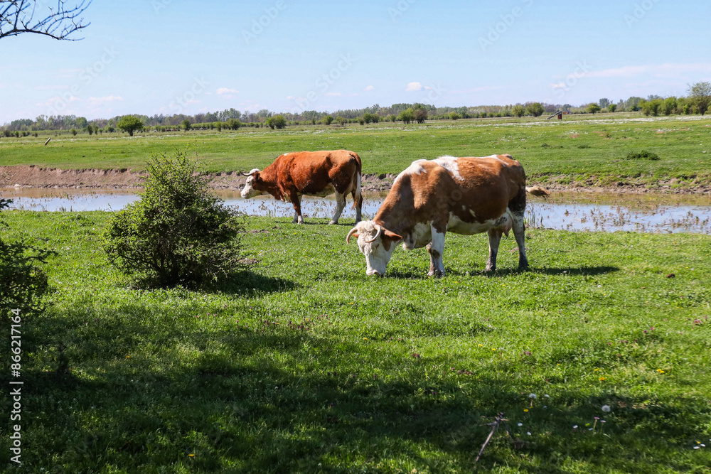 Cows Grazing In A Green Meadow Near A Pond On A Sunny Spring Day Cows Grazing In A Green Meadow Near A Pond On A Sunny Spring Day