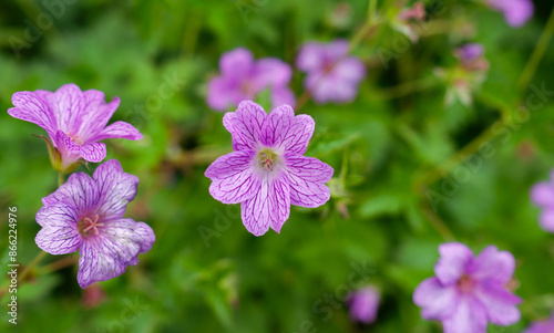 flowers in the garden