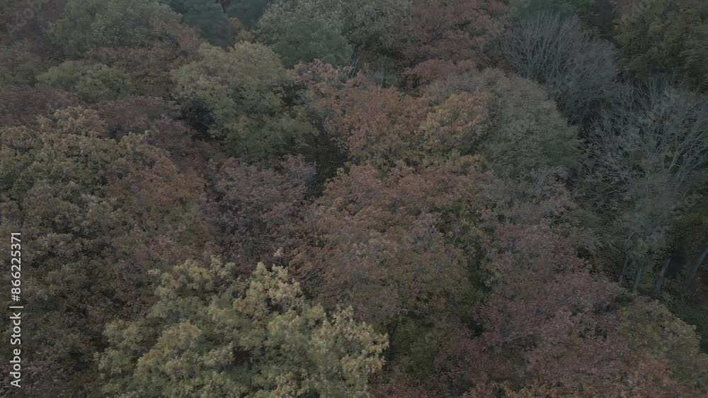 Drone flight over the autumn forest Drone flight over the autumn forest