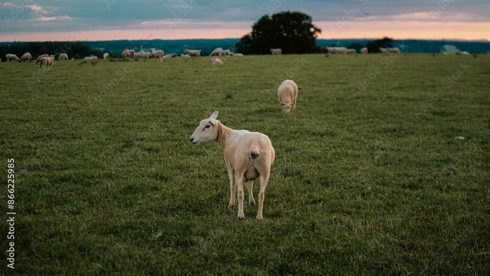 Fototapeta premium sheep in a field