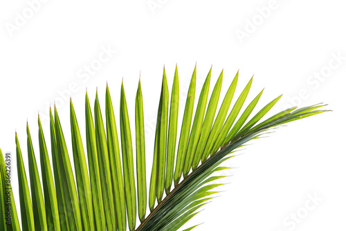 green tropical palm leaf isolated on white background