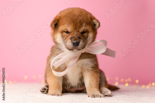 Shiba Inu puppy with a bow on a pink background