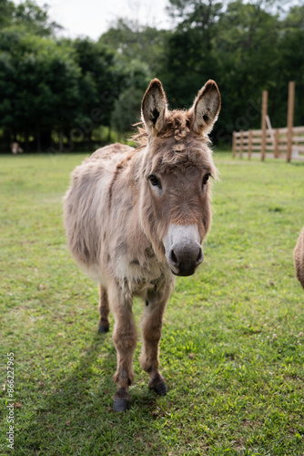 portrait of a donkey