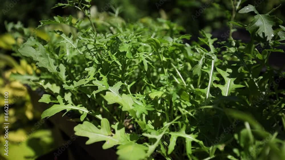 Garden bed with a leafy green arugula, fresh organic vegetables in backyard garden Garden bed with a leafy green arugula, fresh organic vegetables in backyard garden