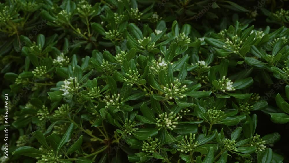 Vibrant green clusters of pittosporum tobira plants with budding flowers in an outdoor setting in puglia, italy, showcasing lush foliage.