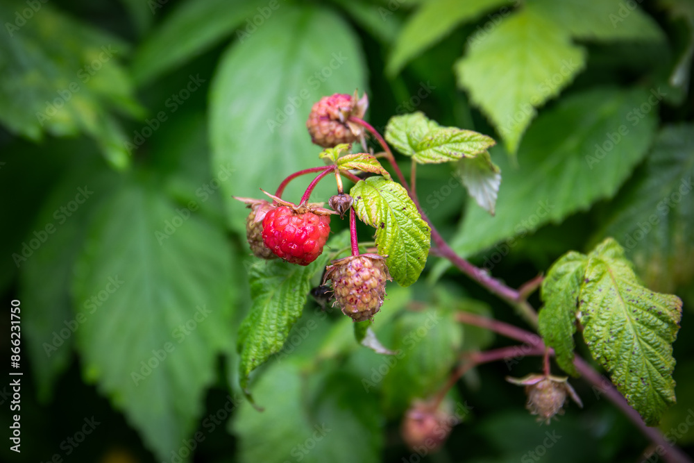 Raspberries on the branch are starting to ripen, growing berries Raspberries on the branch are starting to ripen, growing berries