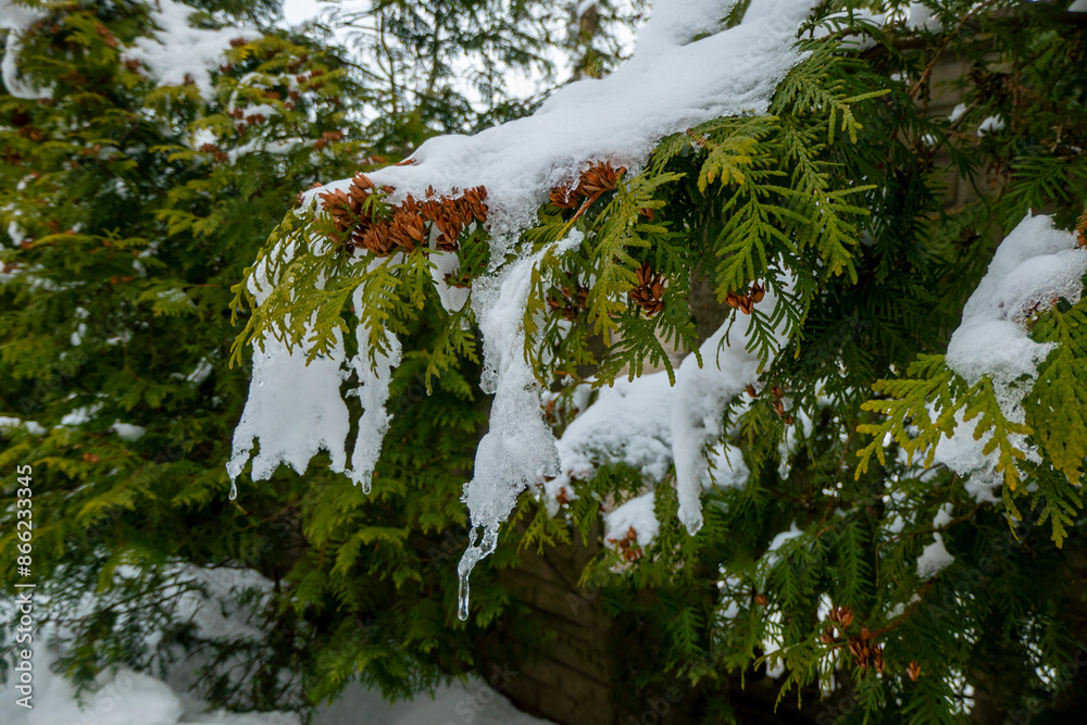 snow and frozen drops of water on the needles of spruce branches. The concept of spring, thaw, New Year mood. green postcard with a macro view of nature