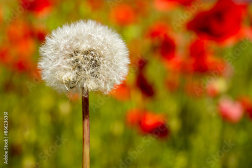 poppy flowers with Dandelion